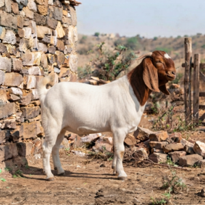 Boer Bakra